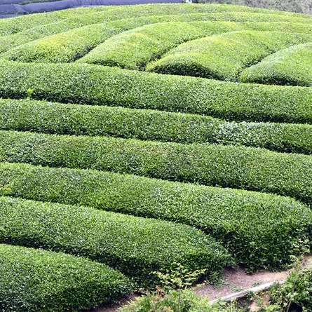 煎茶 清雅