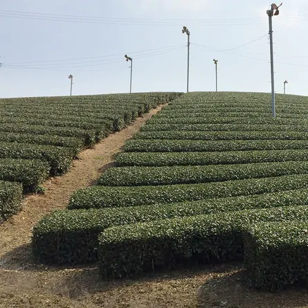 近江特上かぶせ柳茶