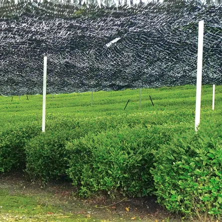 有機伊勢かぶせ茶