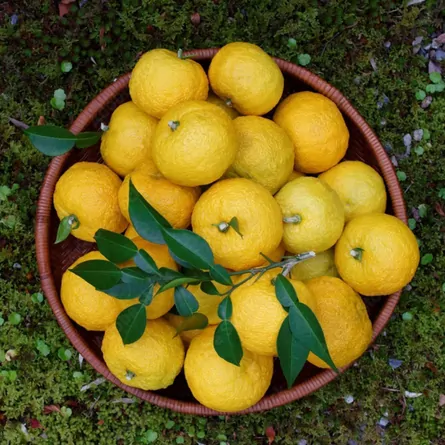 有機柚子パウダー