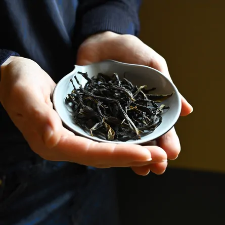 黒茶荷 大