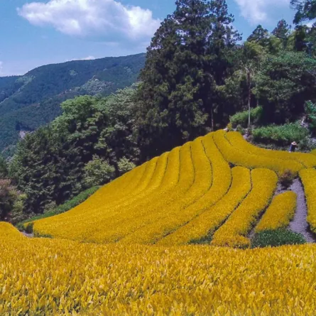 黄金みどり 焙じ茶