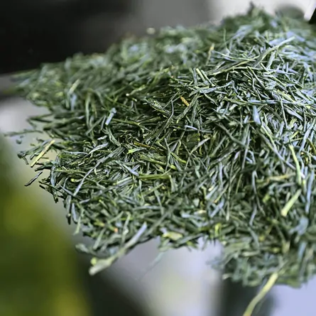 新茶初づみ