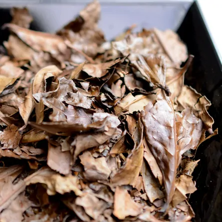 近江いなか番茶