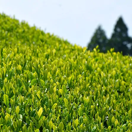 Ohmi Sencha Saiō
