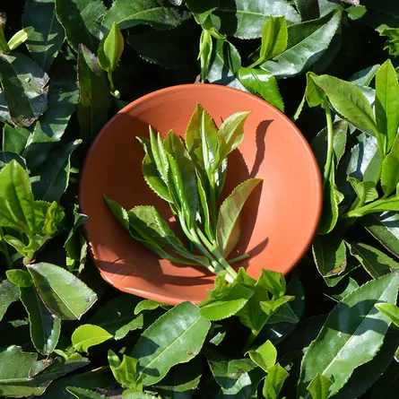 Ohmi Hatsutsumi Shincha