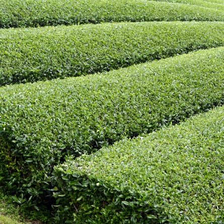 煎茶 優雅