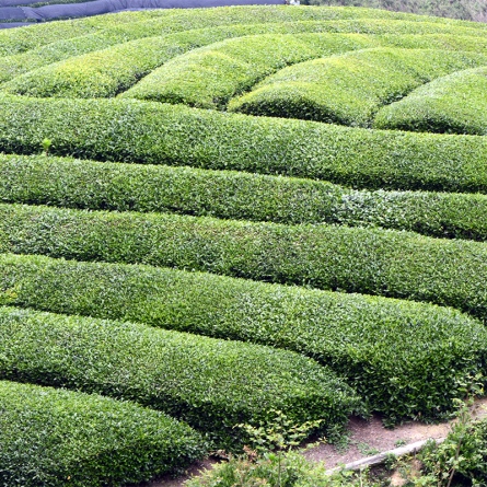 Kagoshima Sencha