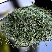 Shincha Kyonishiki
