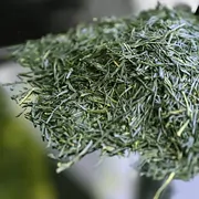 Shincha Hatsuzumi