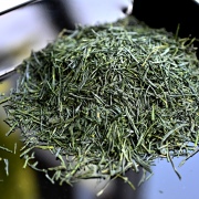 Shincha Kyonishiki