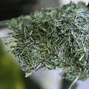 Shincha Hatsuzumi