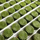 クッキング抹茶