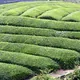 煎茶 清雅