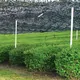 抹茶 春の洸