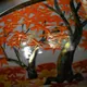 Chawan Kenzan Takao no Momiji