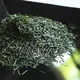 Ohmi Shincha Yabukita