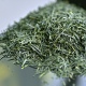 Shincha Satsuki